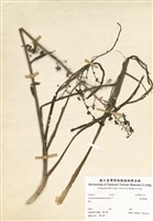 藏品(臺灣藜蘆)的圖片